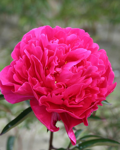 PAEONIA KARL ROSENFIELD 10 kusov